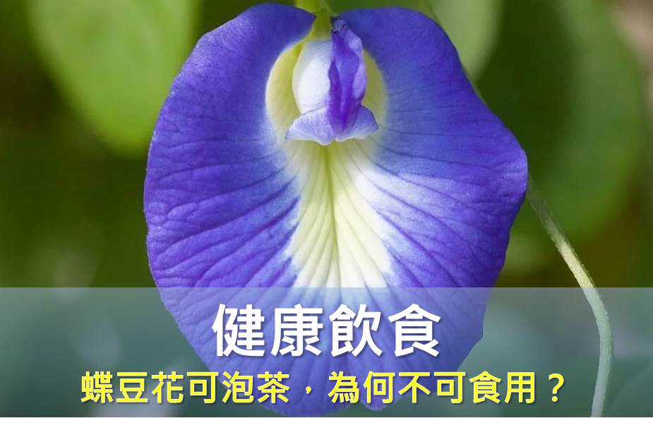 蝶豆花可泡茶，為何不可食用？