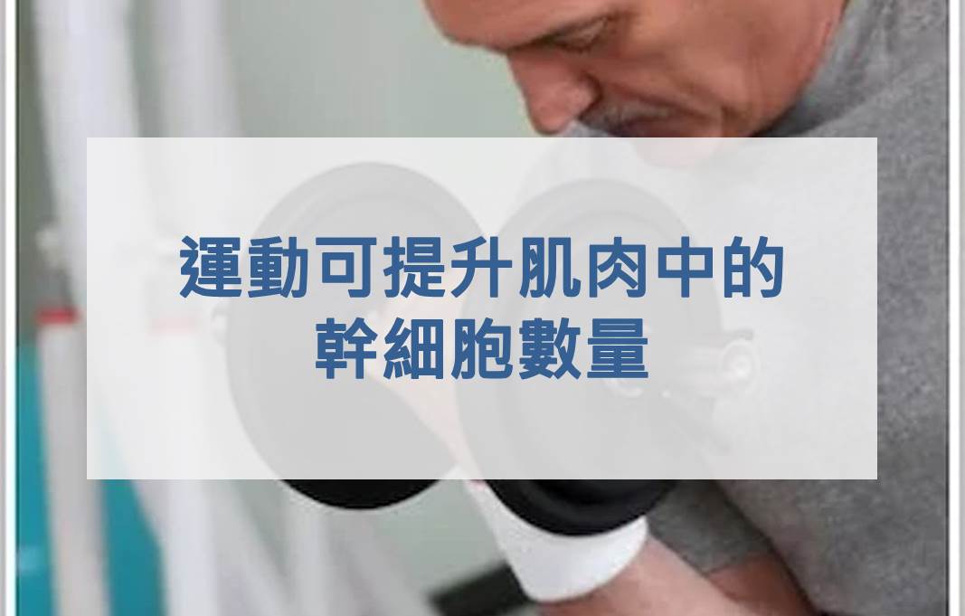 運動可提升肌肉中的幹細胞數量